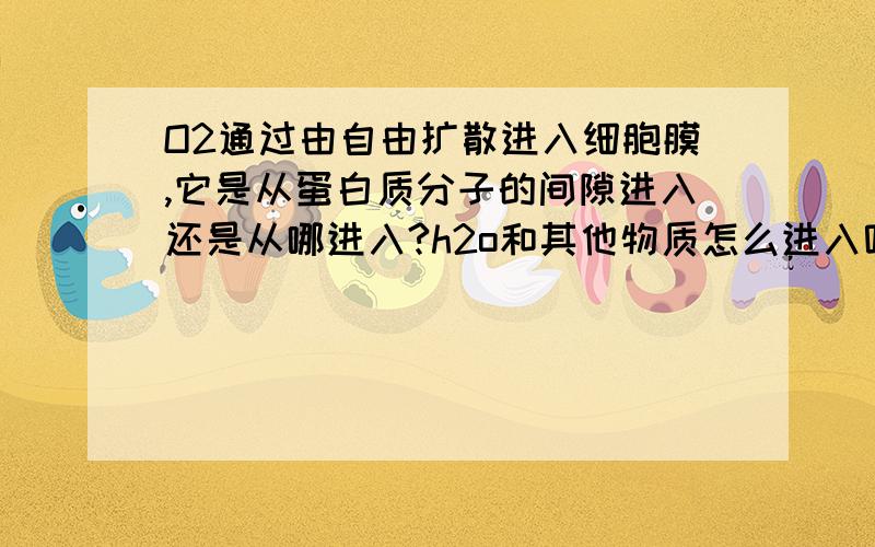 O2通过由自由扩散进入细胞膜,它是从蛋白质分子的间隙进入还是从哪进入?h2o和其他物质怎么进入呢?