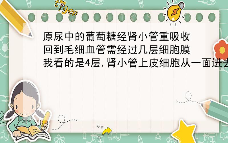 原尿中的葡萄糖经肾小管重吸收回到毛细血管需经过几层细胞膜我看的是4层,肾小管上皮细胞从一面进去,另一面出来是两层,毛细血管上皮细胞从一面进去,另一面出来又是两层,共四层.不是到