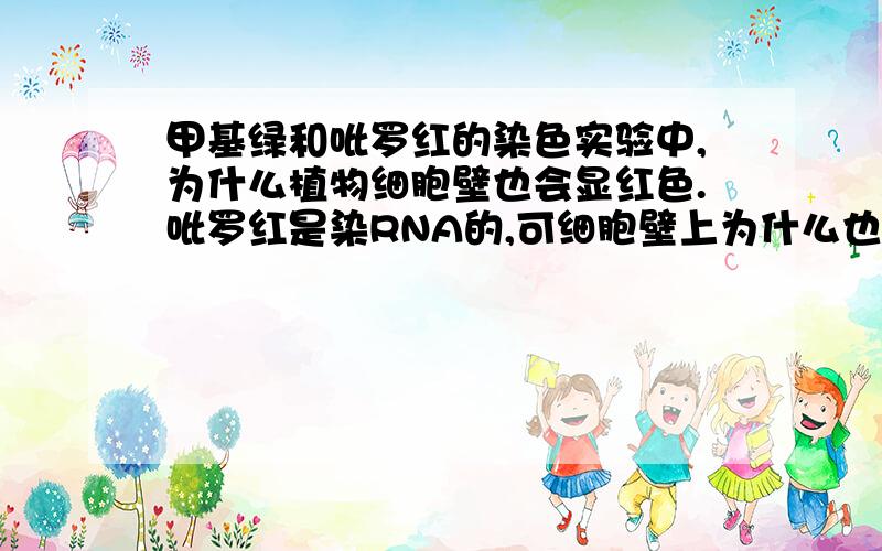 甲基绿和吡罗红的染色实验中,为什么植物细胞壁也会显红色.吡罗红是染RNA的,可细胞壁上为什么也鲜显红色.（实验观察看到的,并且生物必修一上也有图片,不信的可以验证）做任务的可以原