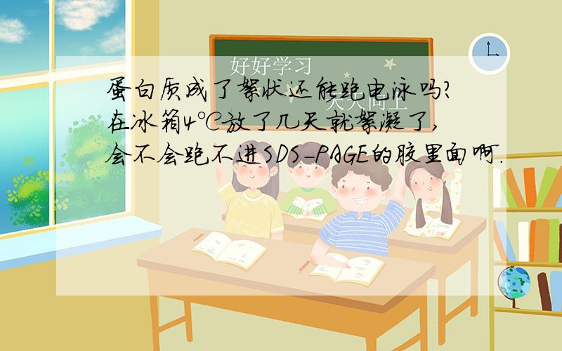 蛋白质成了絮状还能跑电泳吗?在冰箱4℃放了几天就絮凝了,会不会跑不进SDS-PAGE的胶里面啊.