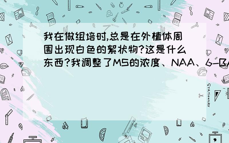 我在做组培时,总是在外植体周围出现白色的絮状物?这是什么东西?我调整了MS的浓度、NAA、6-BA的浓度,还有ph值,还是出现这个白色的絮状物?为什么呢?请高人指教,本人是入门级水平,感觉好玩,