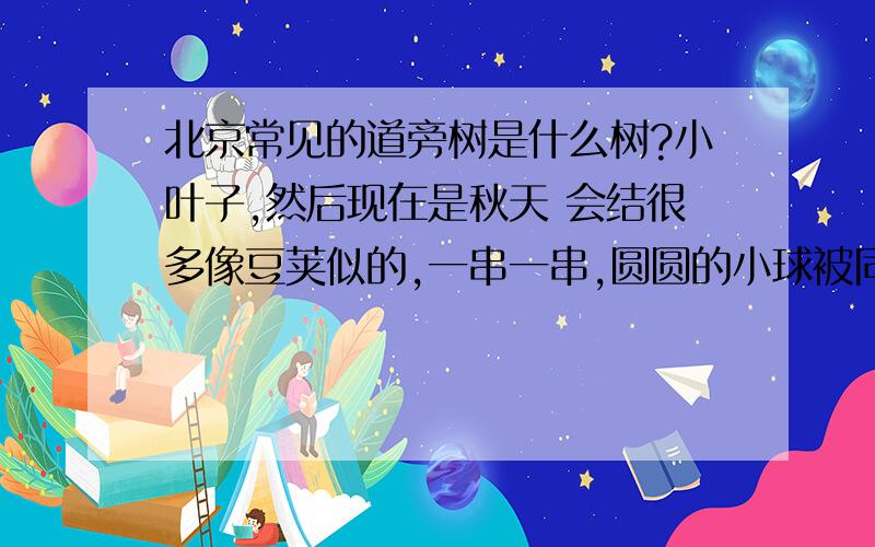 北京常见的道旁树是什么树?小叶子,然后现在是秋天 会结很多像豆荚似的,一串一串,圆圆的小球被同一个豆荚包在一起,就像一串糖葫芦.