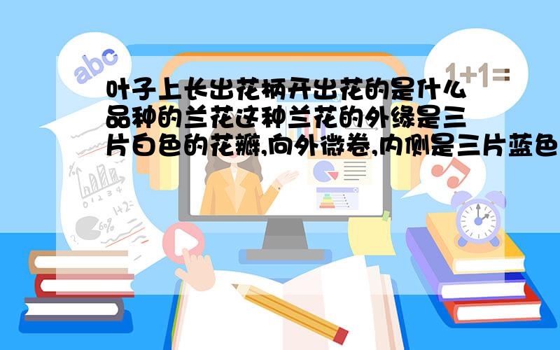 叶子上长出花柄开出花的是什么品种的兰花这种兰花的外缘是三片白色的花瓣,向外微卷,内侧是三片蓝色花瓣,向内卷,中间是花蕊.花瓣下部均为绿色条纹,很是好看.清香淡雅.花期仅一天,早上