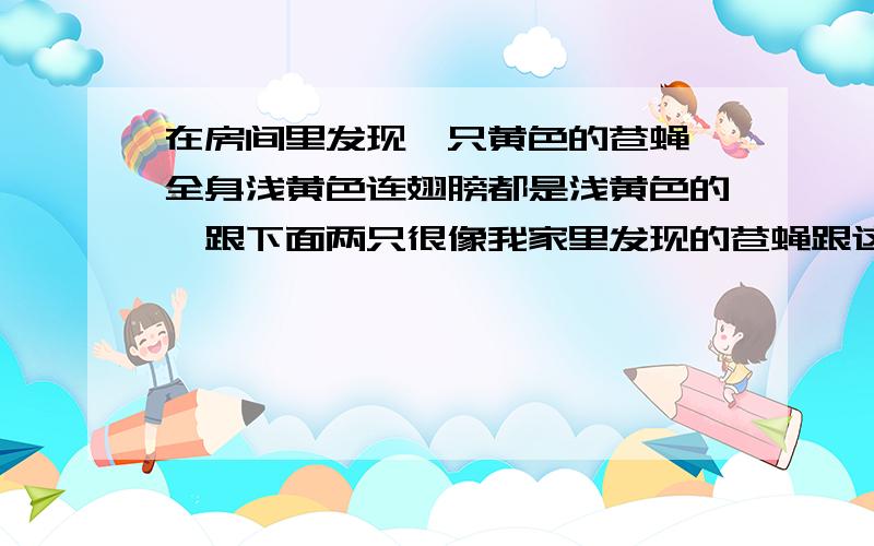 在房间里发现一只黄色的苍蝇,全身浅黄色连翅膀都是浅黄色的,跟下面两只很像我家里发现的苍蝇跟这只很像但是我家的这只的翅膀是浅黄色的   跟我家发现的这只很像.