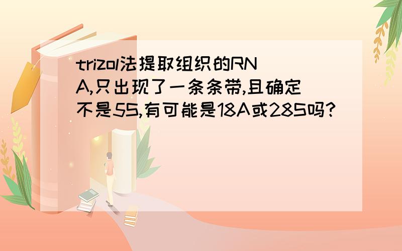 trizol法提取组织的RNA,只出现了一条条带,且确定不是5S,有可能是18A或28S吗?