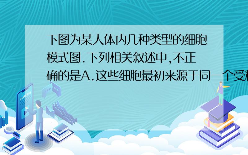 下图为某人体内几种类型的细胞模式图.下列相关叙述中,不正确的是A.这些细胞最初来源于同一个受精卵B.a的结构已发生很大变化,但仍属于真核细胞C.这些细胞在结构上具有统一性D.这些细胞