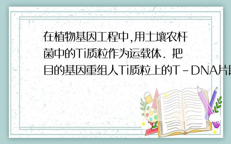 在植物基因工程中,用土壤农杆菌中的Ti质粒作为运载体．把目的基因重组人Ti质粒上的T-DNA片段中,再将重组的T-DNA插入植物细胞的染色体DNA中.(1)科学家在进行上述基因操作时,要用同一种_______