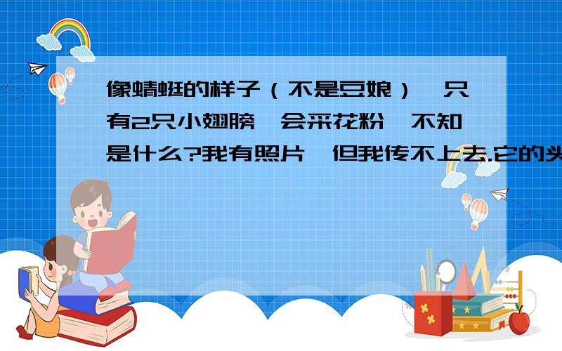 像蜻蜓的样子（不是豆娘）,只有2只小翅膀,会采花粉,不知是什么?我有照片,但我传不上去.它的头和身体及大小和蜻蜓一样,但前腿很长却比蜻蜓粗壮很多；像蜜蜂一样有2只小翅膀,而且会采花