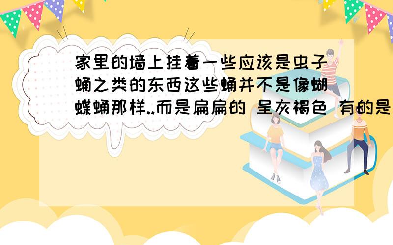 家里的墙上挂着一些应该是虫子蛹之类的东西这些蛹并不是像蝴蝶蛹那样..而是扁扁的 呈灰褐色 有的是黑灰色 那个类似蛹的壳呈菱形 而菱形的最上头的一个角就是虫子伸出的地方 确切来说