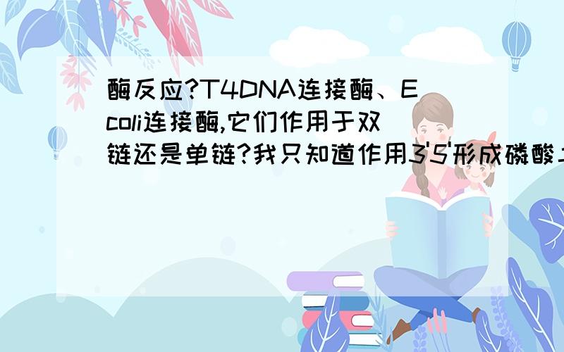 酶反应?T4DNA连接酶、Ecoli连接酶,它们作用于双链还是单链?我只知道作用3'5'形成磷酸二酯键,