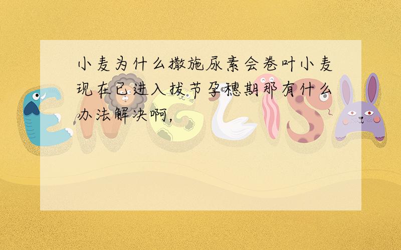 小麦为什么撒施尿素会卷叶小麦现在已进入拔节孕穗期那有什么办法解决啊，