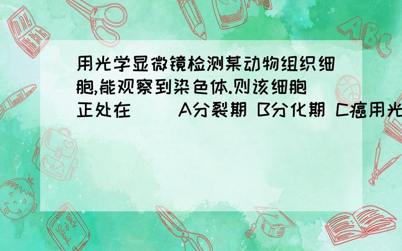 用光学显微镜检测某动物组织细胞,能观察到染色体.则该细胞正处在（ ）A分裂期 B分化期 C癌用光学显微镜检测某动物组织细胞,能观察到染色体.则该细胞正处在（ ）A分裂期 B分化期 C癌变期