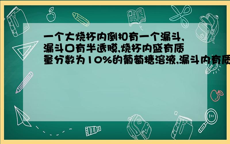 一个大烧杯内倒扣有一个漏斗,漏斗口有半透膜,烧杯内盛有质量分数为10%的葡萄糖溶液,漏斗内有质量分数为10%的蔗糖溶液,假设蔗糖和葡萄糖分子均不通过半透膜,且最初烧杯和漏斗液面相平,