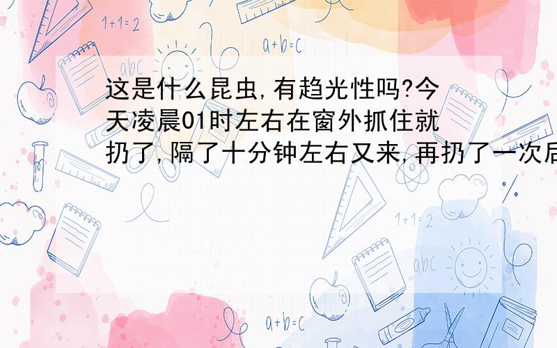 这是什么昆虫,有趋光性吗?今天凌晨01时左右在窗外抓住就扔了,隔了十分钟左右又来,再扔了一次后又再次回来,应该是天牛,具体属于那种,为什么多次回来,有趋光性吗?那是怎么回来的,我住三