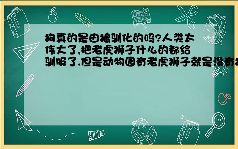 狗真的是由狼驯化的吗?人类太伟大了,把老虎狮子什么的都给驯服了.但是动物园有老虎狮子就是没有狼,看了《狼子野心》等文章后发现狼的智商真的很高,狼真的被驯化成狗了吗?但貌似狼可