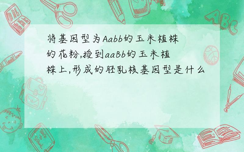 将基因型为Aabb的玉米植株的花粉,授到aaBb的玉米植株上,形成的胚乳核基因型是什么