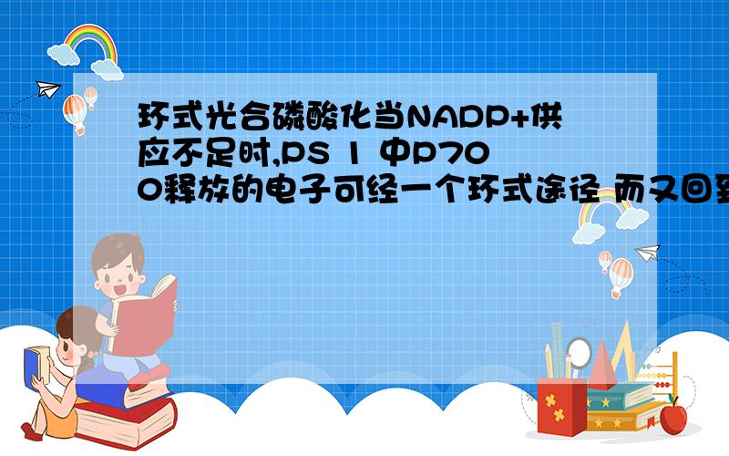 环式光合磷酸化当NADP+供应不足时,PS 1 中P700释放的电子可经一个环式途径 而又回到P700 在这一环式途径中虽然不生成NADPH 也不发生水的裂解和氧气的释放 但可形成一定量的ATP在二氧化碳的固