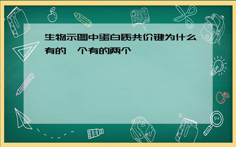 生物示图中蛋白质共价键为什么有的一个有的两个