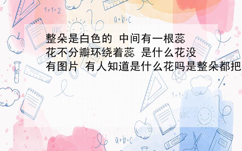 整朵是白色的 中间有一根蕊 花不分瓣环绕着蕊 是什么花没有图片 有人知道是什么花吗是整朵都把蕊包起来了 有一点点大喇叭的形状 但不全是 oo 是马蹄莲~