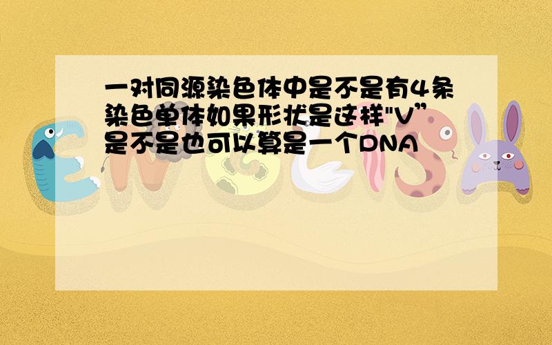 一对同源染色体中是不是有4条染色单体如果形状是这样