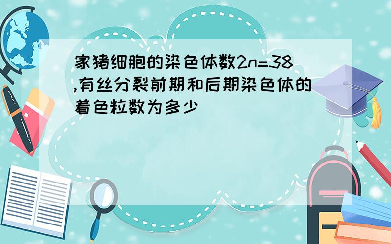 家猪细胞的染色体数2n=38,有丝分裂前期和后期染色体的着色粒数为多少