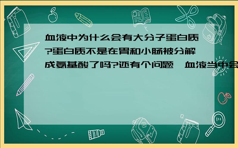 血液中为什么会有大分子蛋白质?蛋白质不是在胃和小肠被分解成氨基酸了吗?还有个问题,血液当中会有小分子蛋白质吗?蛋白质储存在人的哪里?