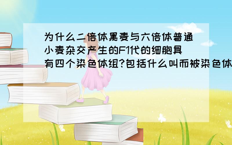 为什么二倍体黑麦与六倍体普通小麦杂交产生的F1代的细胞具有四个染色体组?包括什么叫而被染色体,什么叫六倍体..