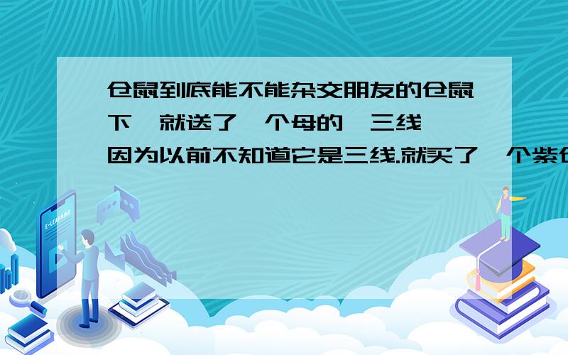 仓鼠到底能不能杂交朋友的仓鼠下崽就送了一个母的「三线」,因为以前不知道它是三线.就买了一个紫仓「公的」.它俩就差一个星期不到「公的比母的大一个星期吧」.都养了3个月了,那我现