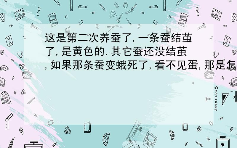 这是第二次养蚕了,一条蚕结茧了,是黄色的.其它蚕还没结茧,如果那条蚕变蛾死了,看不见蛋,那是怎么一回事情