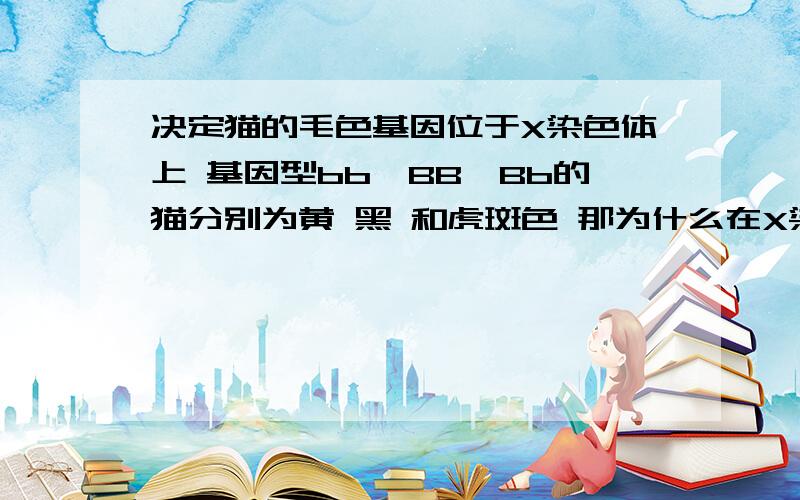 决定猫的毛色基因位于X染色体上 基因型bb、BB、Bb的猫分别为黄 黑 和虎斑色 那为什么在X染色体上有两种基