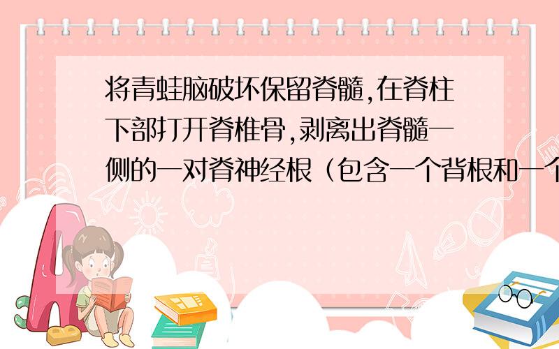 将青蛙脑破坏保留脊髓,在脊柱下部打开脊椎骨,剥离出脊髓一侧的一对脊神经根（包含一个背根和一个腹根,如下图）.分别电刺激背根与腹根均可引起蛙同侧后肢发生运动反应.已知背根含有