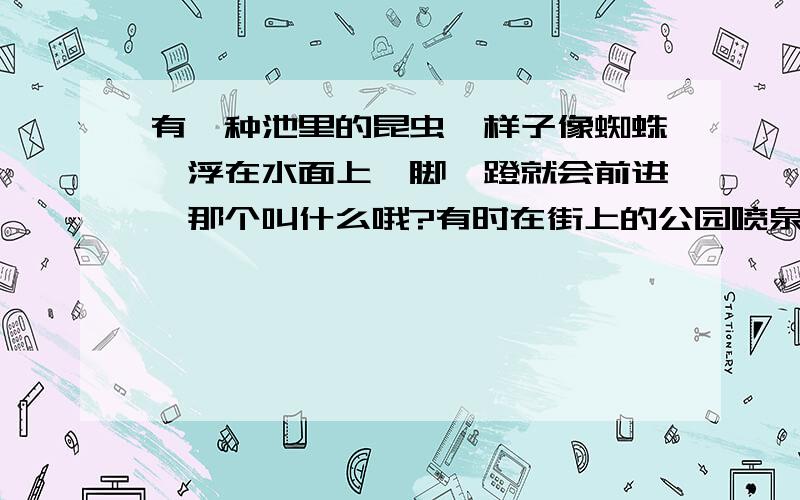 有一种池里的昆虫,样子像蜘蛛,浮在水面上,脚一蹬就会前进,那个叫什么哦?有时在街上的公园喷泉里也能看到那东东!