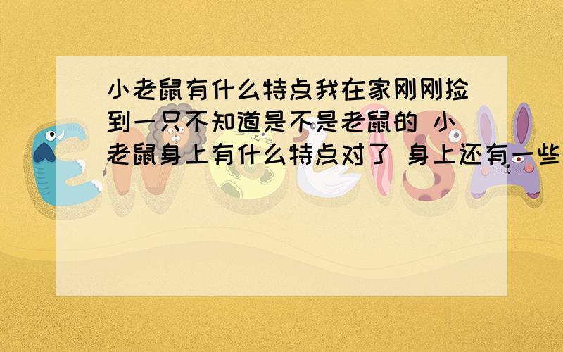 小老鼠有什么特点我在家刚刚捡到一只不知道是不是老鼠的 小老鼠身上有什么特点对了 身上还有一些毛