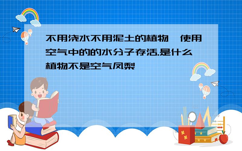 不用浇水不用泥土的植物,使用空气中的的水分子存活.是什么植物不是空气凤梨