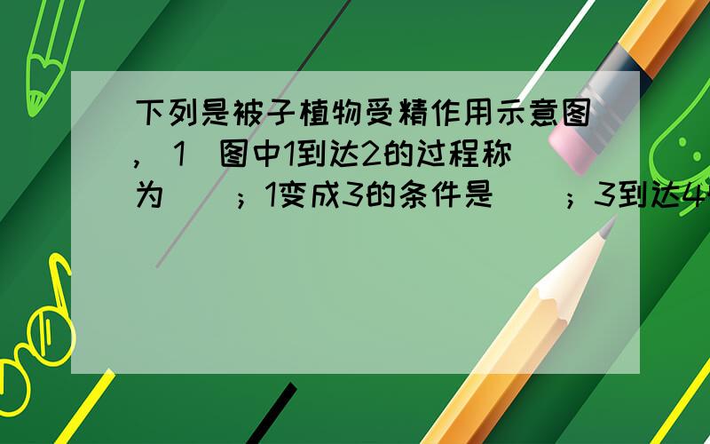 下列是被子植物受精作用示意图,（1）图中1到达2的过程称为（）；1变成3的条件是（）；3到达4时,6与（）相结合,形成（）.（2）受精作用完成后,4将发育成（）.5将发育成（）.