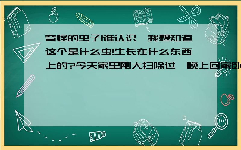 奇怪的虫子!谁认识,我想知道这个是什么虫!生长在什么东西上的?今天家里刚大扫除过,晚上回家卧室地面就有3个这个虫子,还不是堆一起的,房间里没有花草树木也没有养宠物,左下是活的旁边