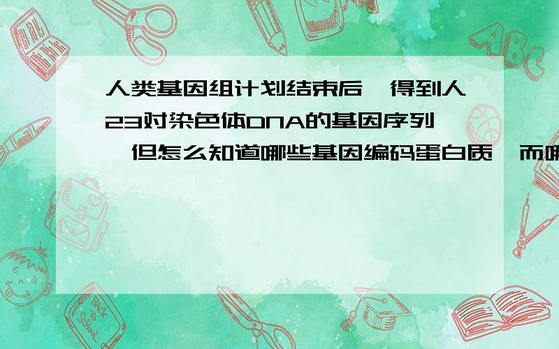 人类基因组计划结束后,得到人23对染色体DNA的基因序列,但怎么知道哪些基因编码蛋白质,而哪些不编码呢?