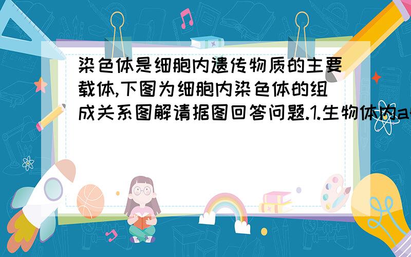 染色体是细胞内遗传物质的主要载体,下图为细胞内染色体的组成关系图解请据图回答问题.1.生物体内a的种类约有___种,A是由a经过___反应形成的,形成肽键的结构简式是___.2.细胞中b的种类有__