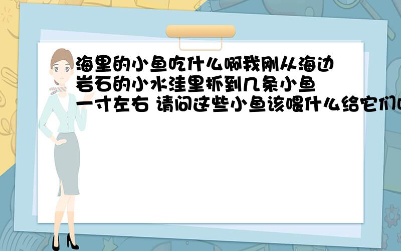 海里的小鱼吃什么啊我刚从海边岩石的小水洼里抓到几条小鱼 一寸左右 请问这些小鱼该喂什么给它们吃啊 难道像热带鱼一样吃鱼食?