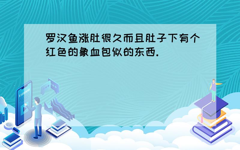 罗汉鱼涨肚很久而且肚子下有个红色的象血包似的东西.