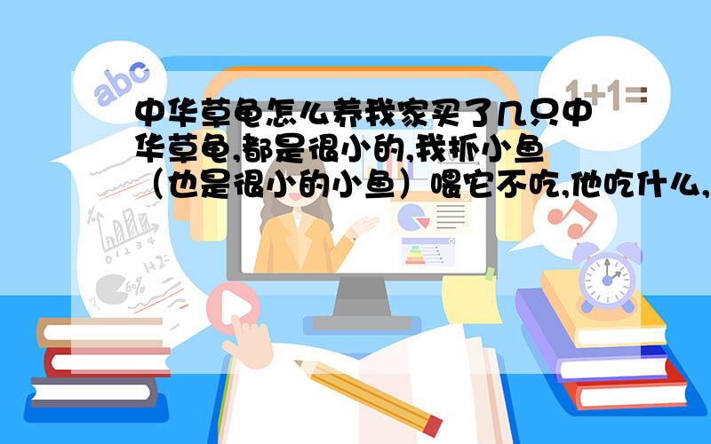 中华草龟怎么养我家买了几只中华草龟,都是很小的,我抓小鱼（也是很小的小鱼）喂它不吃,他吃什么,小龟哦,