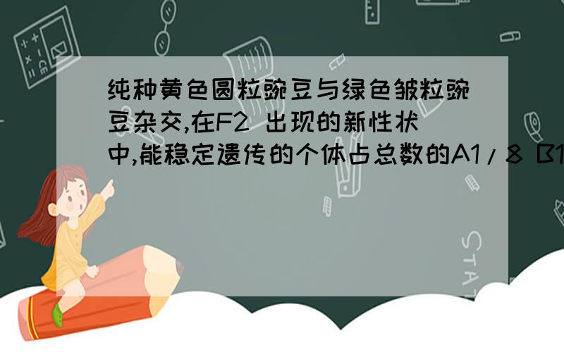 纯种黄色圆粒豌豆与绿色皱粒豌豆杂交,在F2 出现的新性状中,能稳定遗传的个体占总数的A1/8 B1/4