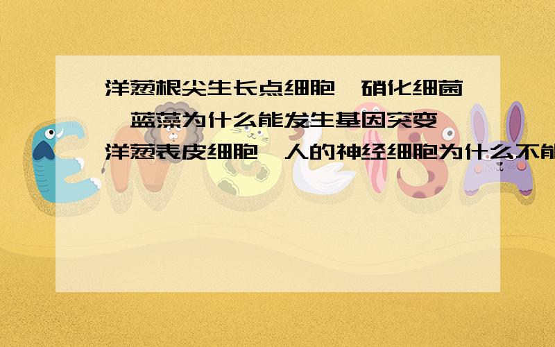 洋葱根尖生长点细胞,硝化细菌,蓝藻为什么能发生基因突变 洋葱表皮细胞,人的神经细胞为什么不能?