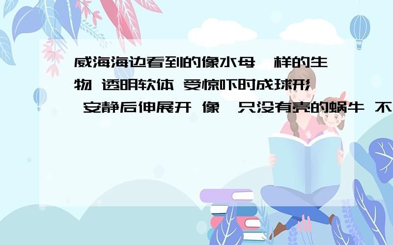 威海海边看到的像水母一样的生物 透明软体 受惊吓时成球形 安静后伸展开 像一只没有壳的蜗牛 不是水母 蛞蝓