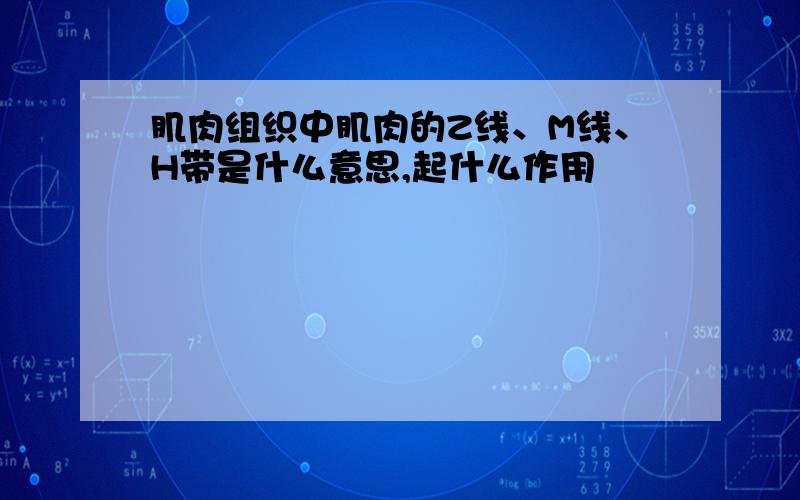 肌肉组织中肌肉的Z线、M线、H带是什么意思,起什么作用