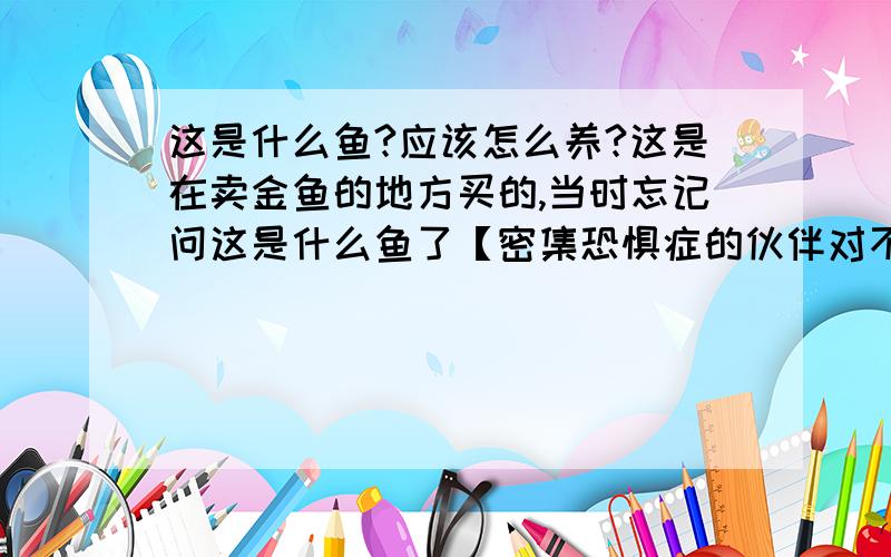 这是什么鱼?应该怎么养?这是在卖金鱼的地方买的,当时忘记问这是什么鱼了【密集恐惧症的伙伴对不起了...