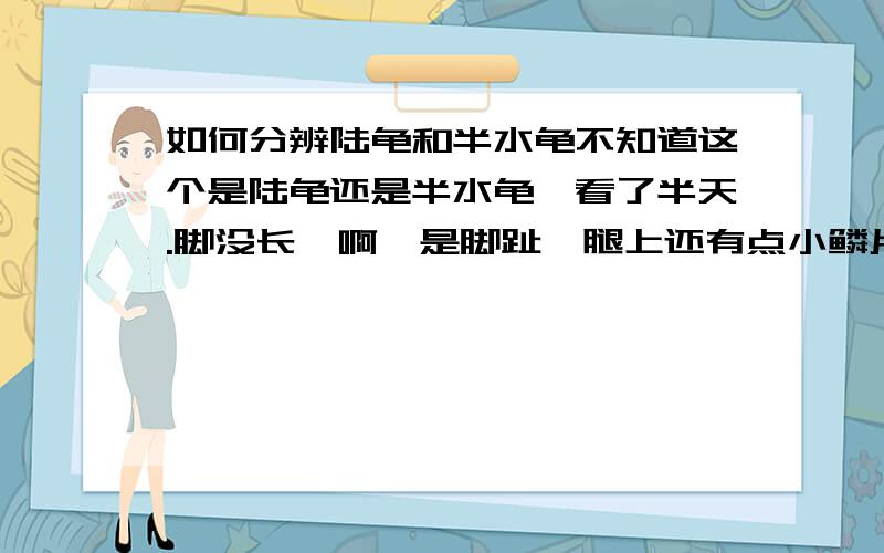 如何分辨陆龟和半水龟不知道这个是陆龟还是半水龟,看了半天.脚没长蹼啊,是脚趾,腿上还有点小鳞片