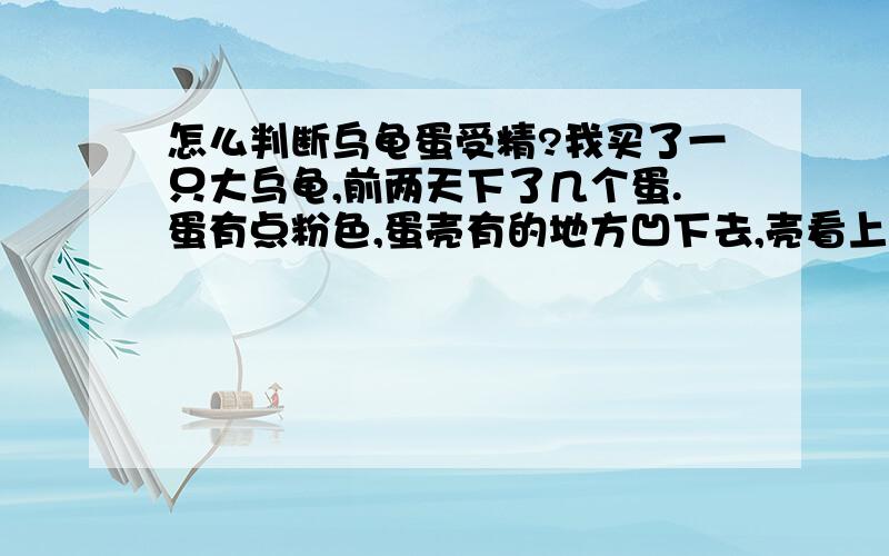 怎么判断乌龟蛋受精?我买了一只大乌龟,前两天下了几个蛋.蛋有点粉色,蛋壳有的地方凹下去,壳看上去很软,有点透明.