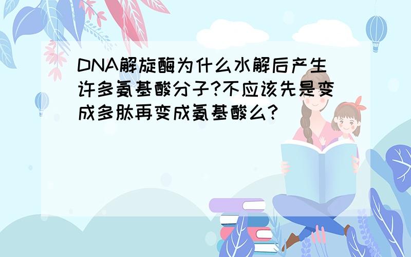 DNA解旋酶为什么水解后产生许多氨基酸分子?不应该先是变成多肽再变成氨基酸么?