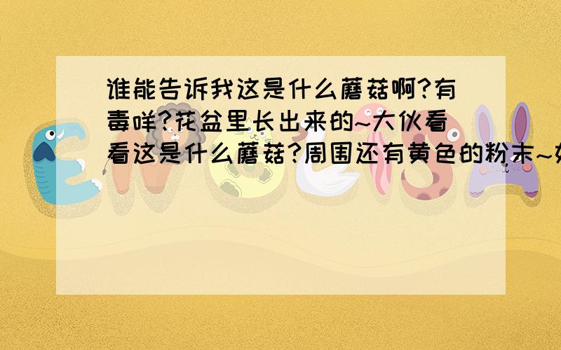 谁能告诉我这是什么蘑菇啊?有毒咩?花盆里长出来的~大伙看看这是什么蘑菇?周围还有黄色的粉末~如图~